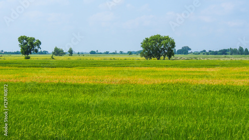 Rice field with blue sky.