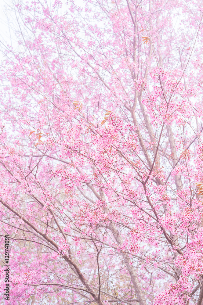 Pink blossoms on the branch with foggy during spring blooming Branch with pink sakura blossoms and fog background. Blooming cherry tree branches against a cloudy sky Pink blossoms on the branch with foggy during spring blooming Branch with pink sakura blossoms and fog background. Blooming cherry tree branches against a cloudy sky