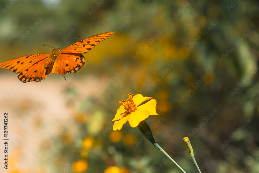 Fototapeta premium La mariposa vuela cerca de la flor.