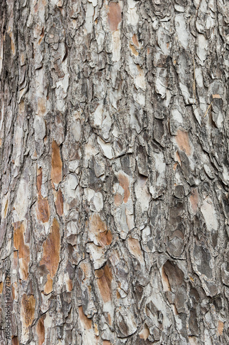 Tree bark texture. Cork. Background and texture to apply it on graphic or 3d design elements.