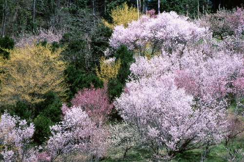 春の花