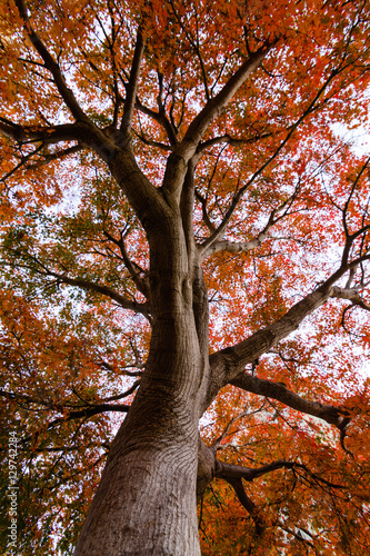 A maple tree during fall in California