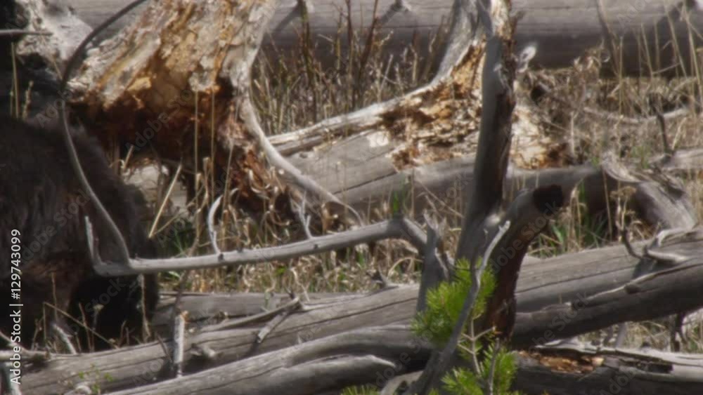 Female black bear walks wearily through timber in Yellowstone on sunny day Female black bear walks wearily through timber in Yellowstone on sunny day