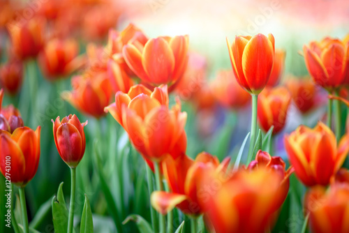Red tulips fields in warm sunlight