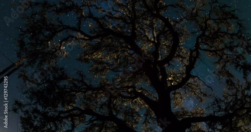 Starry night behind an old oak tree. photo