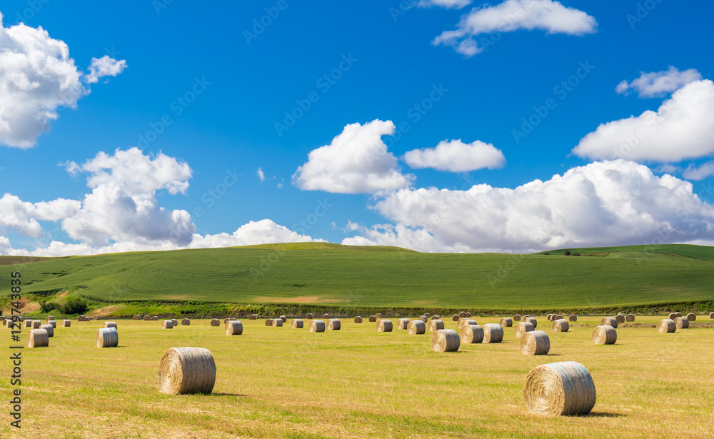 Field of hay bales Field of hay bales