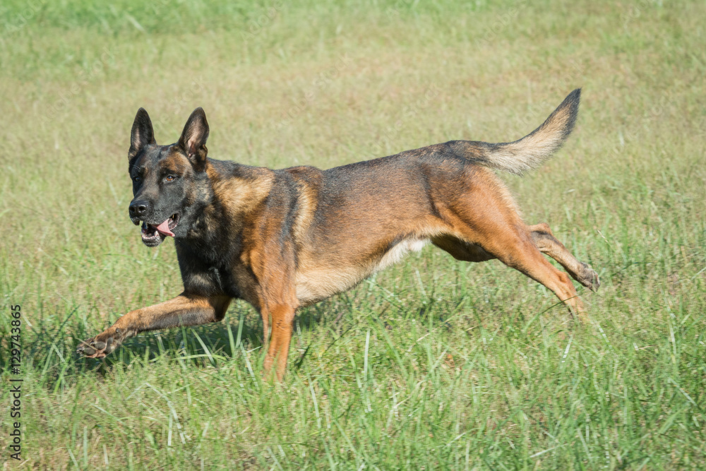 Belgian Malinois dog running in grass Belgian Malinois dog running in grass