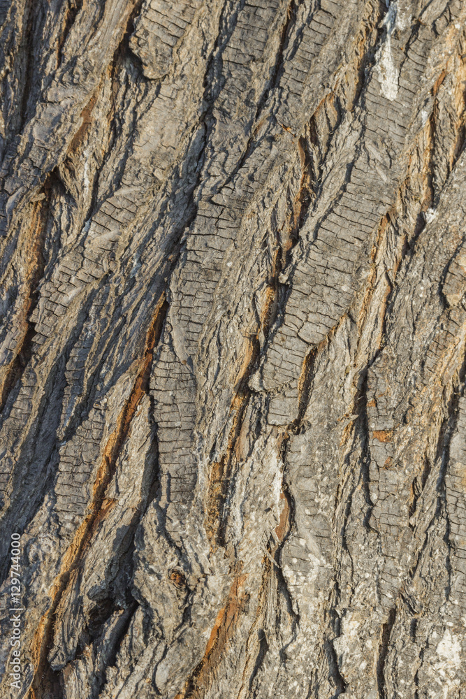 Obraz premium Tree bark texture. Cork. Background and texture to apply it on graphic or 3d design elements.