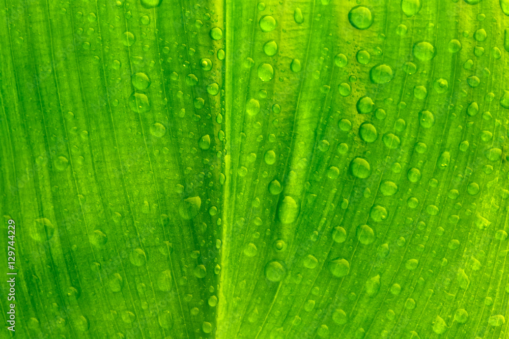 leaf with drops of water leaf with drops of water