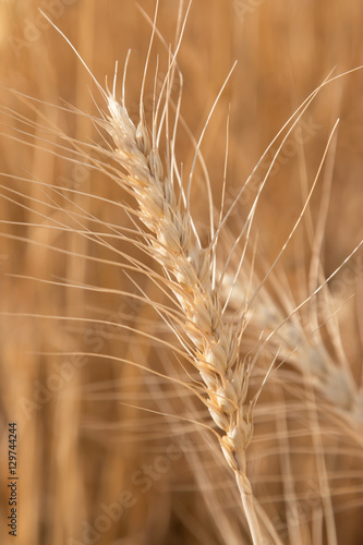 ears of wheat as background