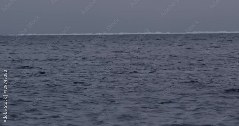 Pod of narwhals swimming away from camera towards sea ice Pod of narwhals swimming away from camera towards sea ice
