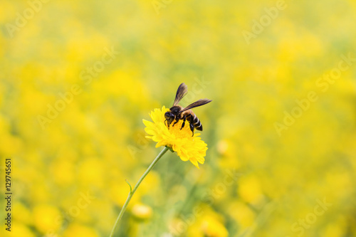 Bee eating's nectar from chrysanthemum flower © Akira Kaelyn
