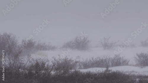 Wallpaper Mural Polar bear almost hidden by blizzard snow in willows Torontodigital.ca