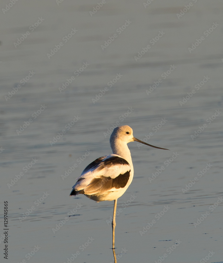 American avocet standing on one leg, seen in a North California marsh American avocet standing on one leg, seen in a North California marsh