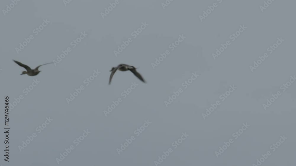 Slow motion - pintail ducks flying in cloudy sky Slow motion - pintail ducks flying in cloudy sky
