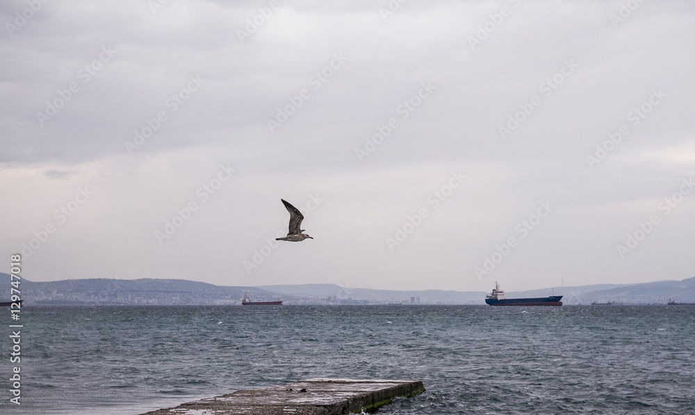 Fototapeta premium Flying seagull