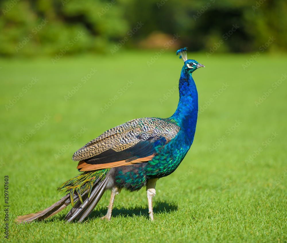 Fototapeta premium Magnificent vibrant peacock on grass, summer's day