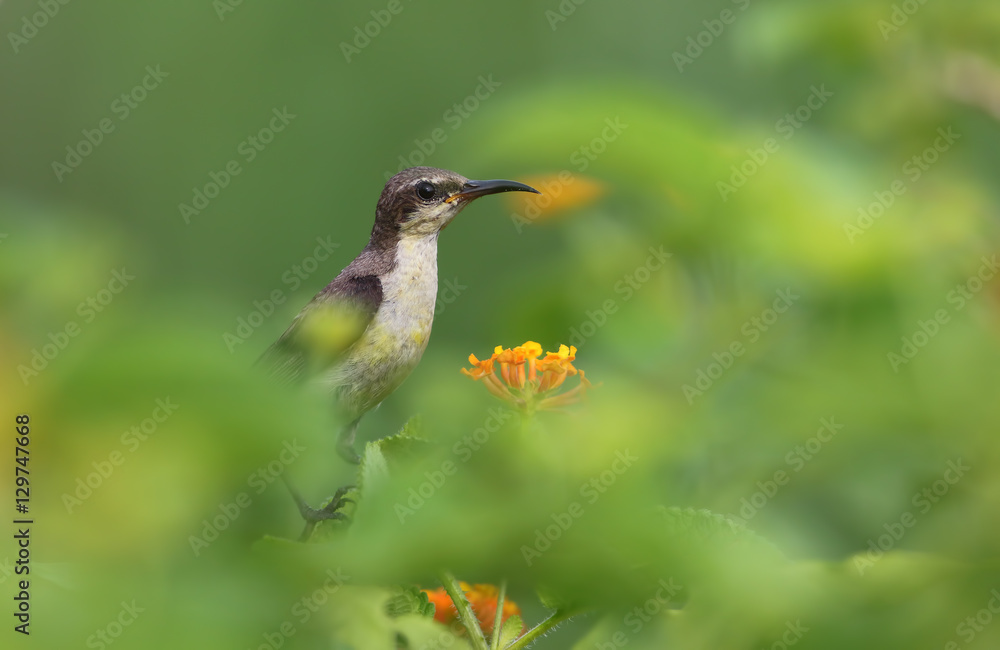 Purple Sunbird (Cinnyris asiatica) perching Purple Sunbird (Cinnyris asiatica) perching