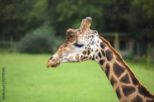 Giraffe up close and personal