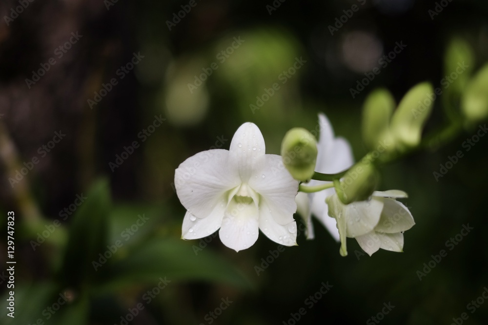 orchid flowers are blossom in the morning with sunlight and bokeh background orchid flowers are blossom in the morning with sunlight and bokeh background