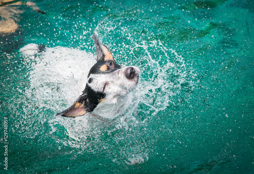 Jack Russell swimming