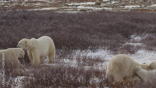 Slow motion - Four polar bears wrestle and play in arctic willows