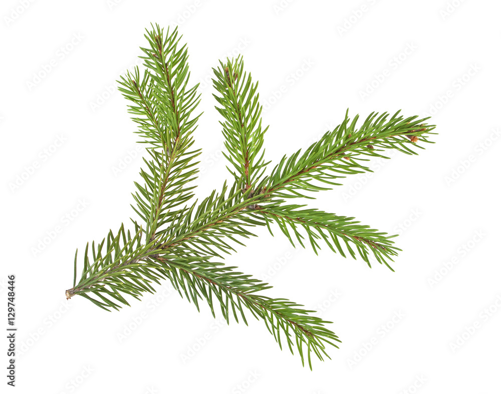 Fir tree branch isolated on a white background Fir tree branch isolated on a white background