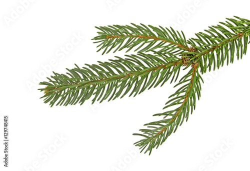 Fir tree branch isolated on a white background