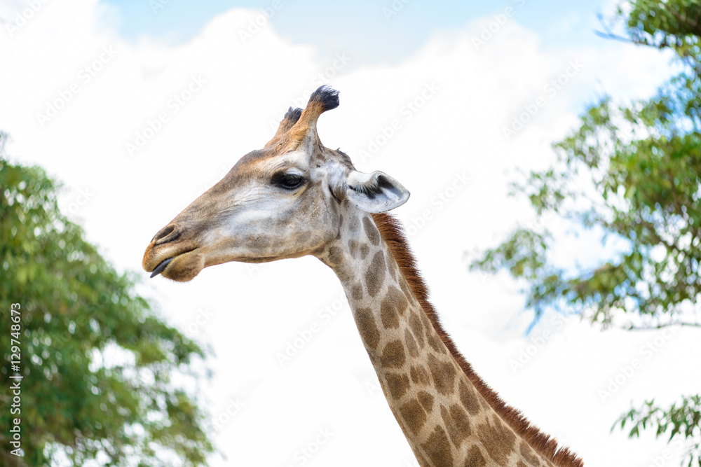 Fototapeta premium closeup giraffe head