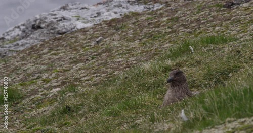 Pomarine Jaeger Nesting In Grassy Slope photo