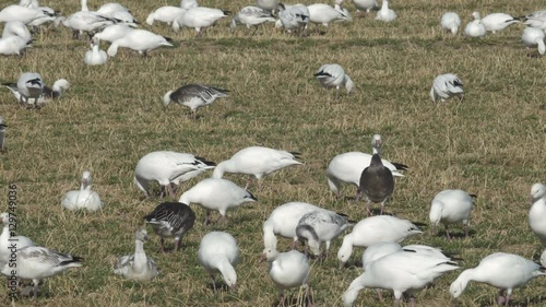 Blue and White Phase Geese Feed Frantically photo