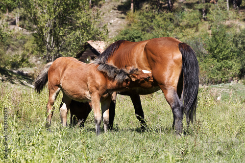 Mare with newborn foal on pasture