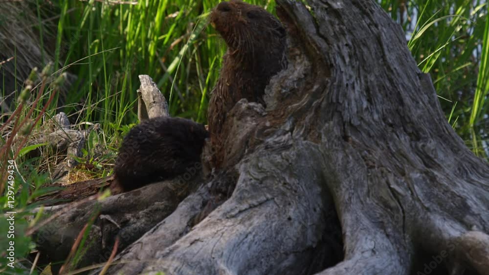 Family of otters play around the roots of dead tree next to pond in green grass Family of otters play around the roots of dead tree next to pond in green grass