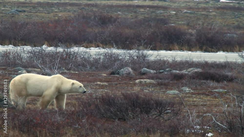 Thin polar bear looks around and then lies down on tundra next to ice Thin polar bear looks around and then lies down on tundra next to ice