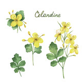 Hand drawn watercolor vector botanical illustration of celandine.