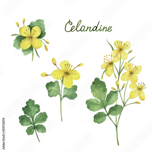 Hand drawn watercolor vector botanical illustration of celandine.