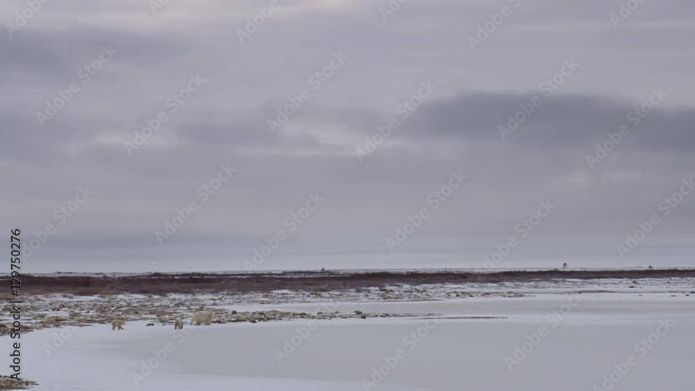 Wide polar bear family working its way along frozen arctic coast Wide polar bear family working its way along frozen arctic coast