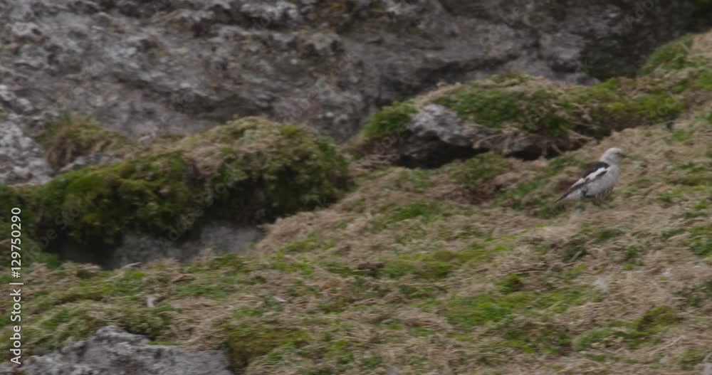 Male Snow Bunting Strutting Around Grassy Rocks 02 Male Snow Bunting Strutting Around Grassy Rocks 02