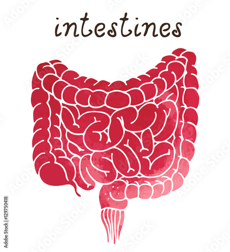 Large and small intestines vector watercolor illustration, human anatomy isolated on white background