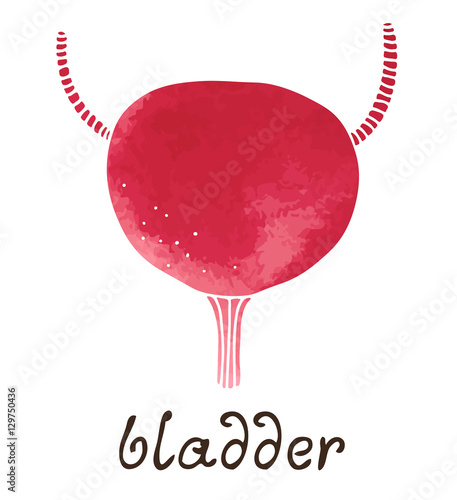 Human bladder vector watercolor illustration, human anatomy, isolated on white background
