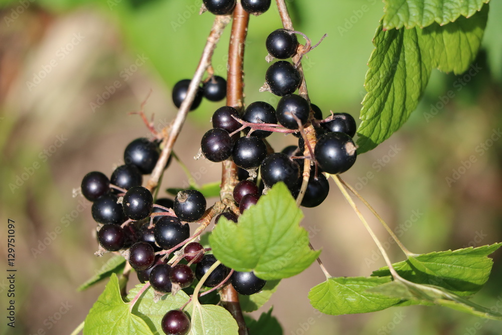 Delicious black currant on the bush in Sweden, Scandinavia