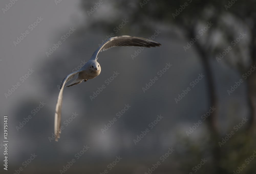 flying Gull Black headed Gull / Chroicocephalus ridibundus flying Gull Black headed Gull / Chroicocephalus ridibundus