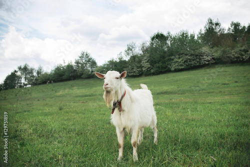goat in a field in the village