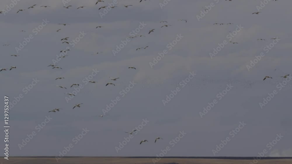 Snow geese circle and land slow motion wide over marsh Snow geese circle and land slow motion wide over marsh