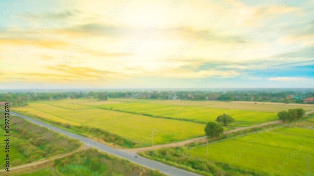 Blurred field of rice with sky sunset for background texture.Birds eye view Blurred field of rice with sky sunset for background texture.Birds eye view