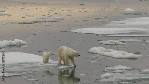 Slow motion - medium of polar bear and cub on ice edge with reflection