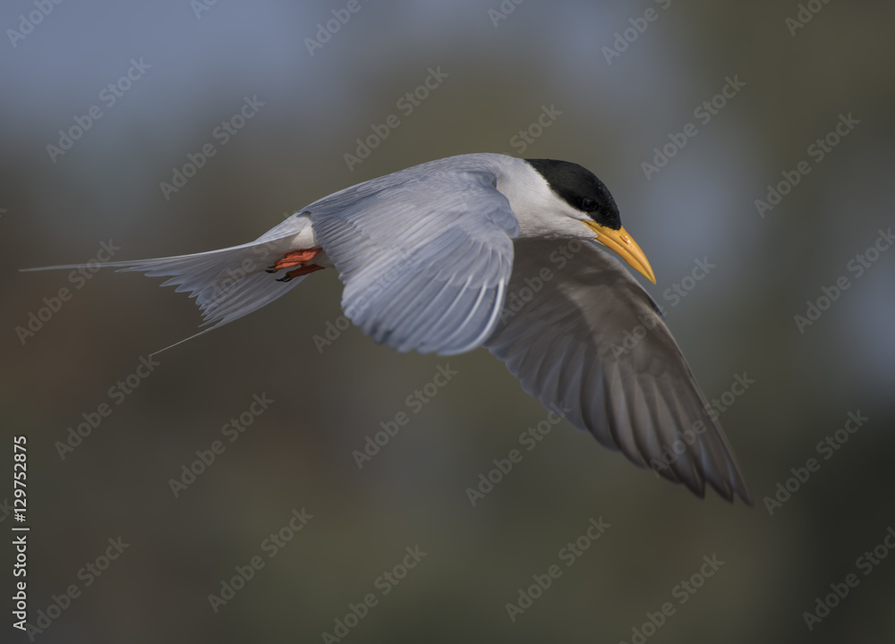 Bird-river tern flying Bird-river tern flying