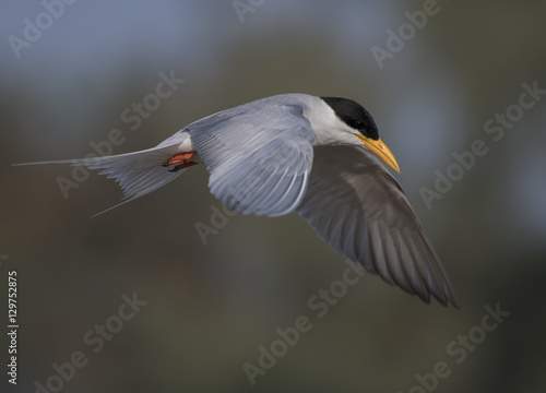 Bird-river tern flying