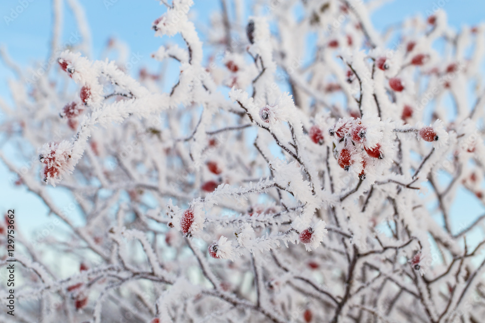 Rose hip with ice crystals and snow on blue sky background