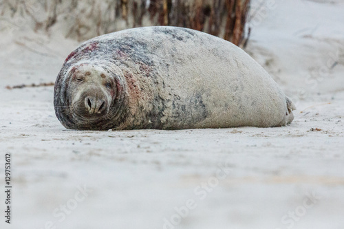 very cute seal on the beach on dÃ¼ne island near helgoland, wild ocean, marine wildlife, germany, helgoland and dÃ¼ne, a lot of seals, new life comes
